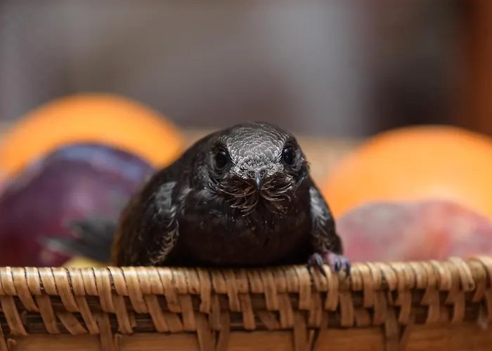 Filo D'oro Bed & Breakfast