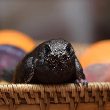 Filo D'oro לינה וארוחת בוקר