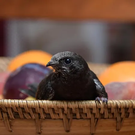 לינה וארוחת בוקר Filo D'oro *