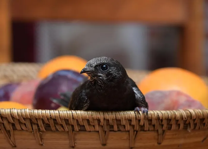 Bed & Breakfast Filo D'oro *